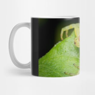 A masked crab spider (Thomisidae) waiting for a prey Mug